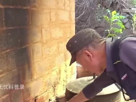 野猪报答老汉救命之恩,竟主动耕地除草,村民惊叹:野猪成精了! #野猪 #报恩 #野生动物