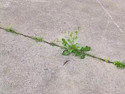 水泥缝里的野萝卜,真佩服它们的生命力#野萝卜 #野菜