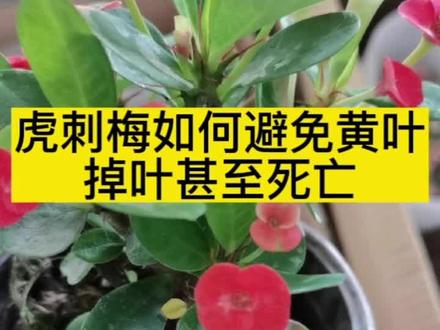 #盆栽虎刺梅 #专用肥 虎刺梅如何避免黄叶掉叶甚至死亡#养花肥料 #虎刺梅 #花卉绿植
