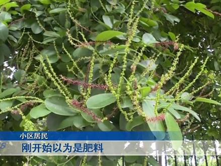 广西柳州一小区的居民说自己小区里有一种树,散发出阵阵恶臭,让人受不了。#重庆dou知道 #新闻 #植物