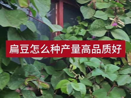 扁豆怎么种产量高品质好
