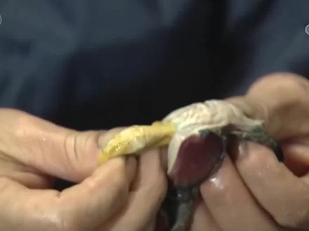 鸡身上的“黄金”鸡内金,原来在这里#科普 #三农小知识 @抖音青少年