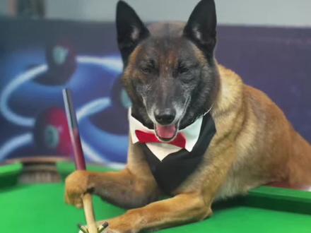 #狗狗的日常 #狗狗成精了 #乡村守护人 #狗狗故事 #上热门🔥 @抖音小助手