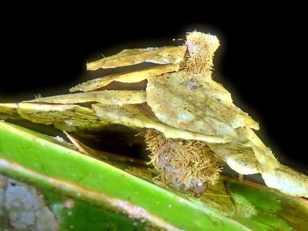 神奇的毛虫:天生的伪装大师,自己建造隐身屋 #好奇昆虫 #动物 #伪装