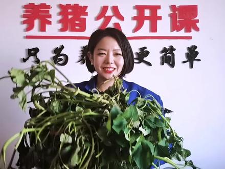 红薯藤喂猪的好处你知道么?学会的赶紧双击点赞加关注,转发给更多的养猪人吧#养猪 #养猪人 #养猪人加油干 #养猪技术