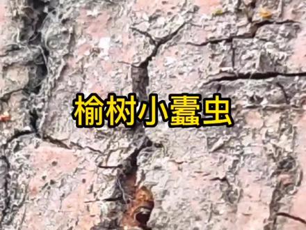 榆树小蠹虫#病虫害防治 #园林绿化 #花卉绿植 #园林 @DOU+小助手 @抖音小助手