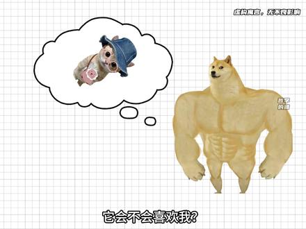 什么是性缘脑,我用小猫给你解释一下 #性缘脑 #心理学 #哲学