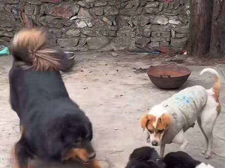 #骏良#胖宝宝#胖夫夫 一对甜蜜cp来袭!!视频来自@骏良 最新一期!!