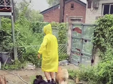 骏良妈妈你崛起吧#萌宠 #明亮与狗 #骏良 #俊良 #狗狗