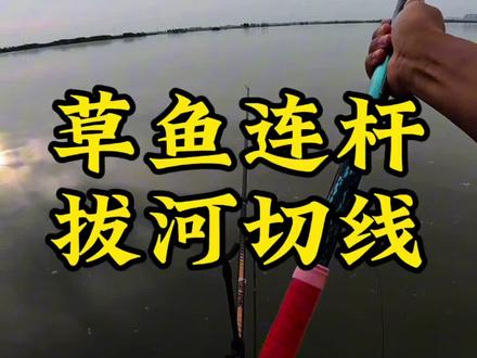 钓草鱼真的可以开挂作弊,只要窝子养的好,草鱼连杆少不了 #钓鱼没技巧全靠天天搞 #鲸栖 #鲸栖翘二代#玉米钓草鱼技巧#爱生活爱钓鱼