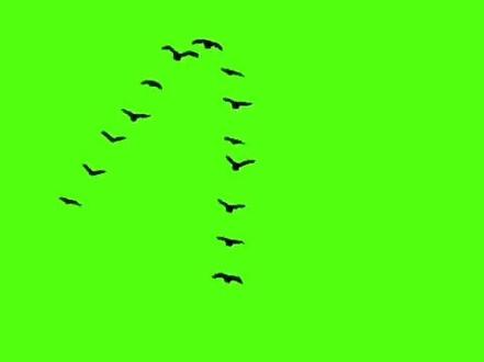 520 心形大雁飞鸟特效素材,效果见@一级特效师