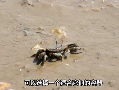 2元一只迷你小螃蟹怎么养 #螃蟹 #螃蟹吃法 #大闸蟹 #河蟹 #蟹 #龙虾 #澳龙 #阳澄湖大闸蟹 #青蟹