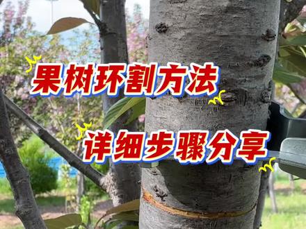 果树只开花不结果 割一刀就能解决#李子种植 #李子裂果 #种李子 #果园管理 #果树种植