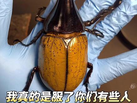 #甲虫 #锹甲 #长戟大兜虫 #昆虫世界 #神奇动物在抖音 他可不会滚粪球!