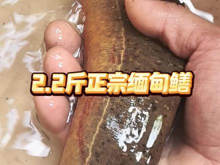 大笼子逮了一条正宗缅甸黄鳝,2.2斤,一毛不值!