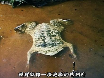 你见过背上生孩子的蛙吗 #负子蟾 #动物