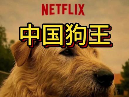 火爆外网的中国狗王 #热点 #狗王 #外网评论 #土狗咋了