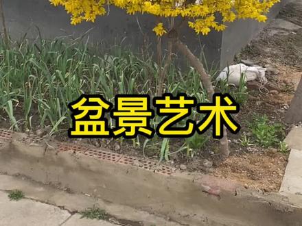 连翘,盆栽地栽都好看,花密集,花期长。我很喜欢看桩子,每次看见不错的,都会在邻居门口看半天,以至于经常被误会我要偷挖他家树,于是经常被追……