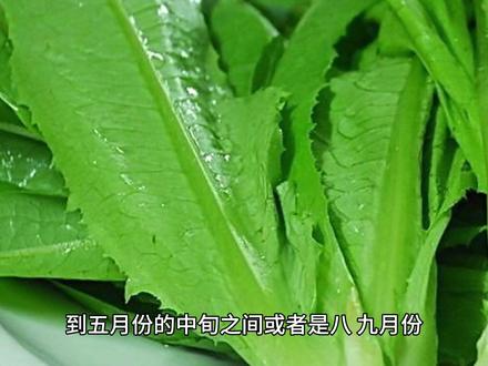 油麦菜一般在8-9月份播种,但是大棚技术的发展,现在一年四季皆可种植。正常栽种时间在四月份中下旬到五月份的中旬之间或者是八、九月份。
油麦菜播种时间和育苗技术介绍
油麦菜一般在8-9月份播种,但是大棚技术的发展,现在一年四季皆可种植。正常栽种时间在四月份中下旬到五月份的中旬之间或者是八、九月份。冬季种植的话,一般都是大棚栽培模式。育苗方法如下:
1、浸种催芽;
用清水浸种5小时后沥干后再催芽,由于种子较小可以不用热水浸种。催芽可以自用干净湿沙层积处理。一层20厘米沙子,放上种子,再覆盖沙子2到3厘米。保温瓶中加冰块和水放入种子催芽,一天换水一次。或者是把种子用湿布包好放在15到20度保温箱,每天冲洗一次。
2、苗床准备;
苗床选择前茬未打过普施特、豆磺隆等长残效除草剂、地势高燥、保水保肥能力强的地块,多施有机肥,每亩栽培田用苗床15~20平方米。种子直播于苗床均匀撒播或是开行沟播种,同样都要均匀播种才能方便间苗。
油麦菜播种时间和育苗技术介绍
3、播种要点;
不要密播以防幼苗徒长,用0.5厘米厚拌有辛硫磷的药土覆盖种子,搭棚防晒、防雨。播种覆土1厘米,催芽后覆土比直播浅一些方便发芽。春秋气温好可以不保护育苗,也可以在大棚育苗,大棚育苗比较快。幼芽需要保湿,但要减少去阳光直射,可以在荫蔽处育苗。
4、出苗管理;
播种后要浇水,而且要一直保持下去,最好在每天早晚浇水,但是水量不要多,喷雾比较好,可以让幼苗叶片迅速吸水但又不会造成积水。幼苗长出两片真叶时分苗,移植密度为6×6厘米。油麦菜的苗床要保持湿润,中午时需遮阳。
5、苗期注意病虫害防治;
出苗后叶菜类容易发生软腐病,霜霉病、猝倒病之类病害。降湿,撒稻谷壳可以吸湿,防止病害。但是要先拔除病株,再喷洒多菌灵等药剂消灭病害#蔬菜种植 #油麦菜 #三农