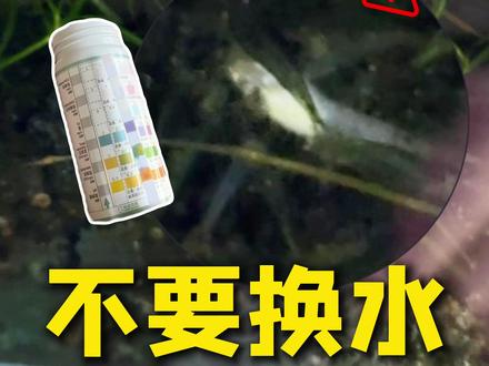孔雀鱼缸死鱼|不能换水|评论区帮看🐟 #孔雀鱼日常 #高端孔雀鱼 #水族 #鱼缸里的世界 #孔雀鱼爱好者