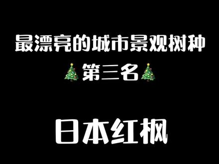 最漂亮的#红枫 #红枫树 #红枫盆景 #红舞姬#黄金枫#小区绿化设计#日本红枫修剪#羽毛枫#绿化苗木##红枫叶#新品种红枫红枫 @抖音小助手 @#红冠红枫 #美化环境 红枫