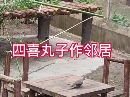 #四喜丸子熊猫 #大熊猫重重 #大熊猫喜喜 #大熊猫双双 #大熊猫庆庆 真实纪录四喜丸子作邻居的第一个上午