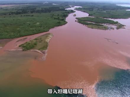 一条鳄鱼三百条人命,就连成年河马都被它撕成肉泥,又说你有7.26子弹你就不怕了,子弹打在它的身上就像是打在了石板上,根本伤不了它。它在政府的悬赏下游刃有余的活了20多年,甚至在军队的围剿下依旧到处晒太阳。没有人能奈何得了它。它就是非洲食人魔,古斯塔夫。古斯塔夫不是神话,而是一条真实存在的巨型尼罗鳄。#科普 #科普一下 #生物科普 #动物科普 #鳄鱼