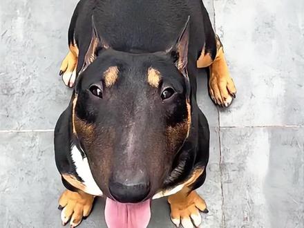 柯基基因太强了,来看看有多少种“基” #抖音萌宠 #狗狗 #科普 #柯基小短腿 #长见识了