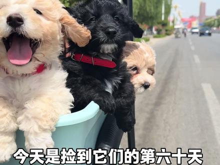 3月6号捡来的,今天满两个月了 #萌犬 #世界不能没有小狗