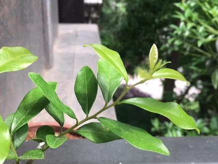 是红蜘蛛还是大赤螨,红蜘蛛和大赤螨区别。