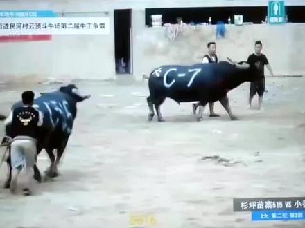 2023年9月22日惠水濛江街道民河村云顶斗牛场第二届牛王争霸赛,本地牛1400斤以下C组比赛,总计23头参赛,历经十一轮角逐名次如下:
第一名:贵阳赵氏骨科赵医生7号,奖金30800元(第11轮3分19秒胜)
第二名:贵定昌明常阳520号,奖金12000元(第11轮3分49秒十3分19秒败)。
第三名:惠水黄维小豆丁688号,奖金5000元(第11轮3分49秒因眼睛受伤弃权认输)。
第四名:杉坪苗寨龙玉515号,奖金2000元(第8轮1分56秒败)。
第五名:大营寨王德治17号,奖金1000元(第4轮4分44秒败)。
C组发出碰抠辅助奖1800元。
2023.9.23-24.举行B组、A组比赛,由《神龙文化酷牛app》网络直播,敬请关注!
特别感谢以下赞助单位及人士:醒狮斗牛场1260元。新哨好远木材厂400元。靓茜美容养生馆1280元。贵阳花溪苗刀王斗牛专用药液王伟300元。小神牛300元。
(斗牛主持解说员余光海)