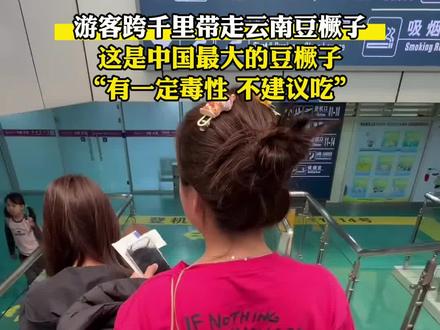 游客跨千里带走云南豆橛子,这是中国最大的豆橛子,“有一定毒性,不建议吃”。#榼藤豆荚 #豆橛子 #手作 #冷知识