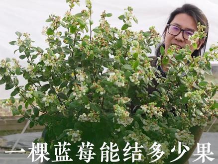 想要蓝莓高产,果子吃不完?春季管理是关键,一个视频总结蓝莓春季养护要点@抖音小助手 #蓝莓 #蓝莓养护 #家庭果树 #塔莎的花园 #园艺