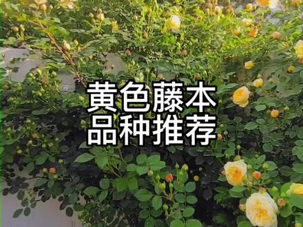 春天了,想要种月季的话。黄色藤本月季推荐:个人喜好是最爱欢笑格鲁吉亚,其次是印象派,再次是玛格丽特王妃。当然倾慕,黄金庆典,安德烈,夏洛特夫人,天路和托马斯格拉罕姆也不错。#月季 #我的花园 #我家小院 #爱生活爱养花 #好看的花一定要分享给你