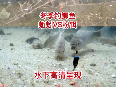 冬季钓鲫鱼,粉饵和蚯蚓哪个更好用#钓鱼 #调漂 #西部风升级版牛窝传奇 #调漂技巧 #钓鱼技巧