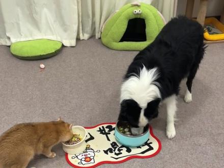 养了只嘴馋的小猫小狗是种怎样的体验…#边牧 #猫狗双全 #这个世界不能没有小猫小狗 #狗狗的心思都写在脸上了 #狗狗是生活的解药 @抖音小助手