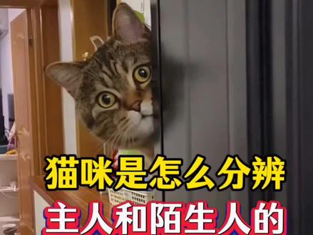 你知道猫咪是怎么分辨主人和陌生人的吗?#养猫人 #养猫经验分享 #新手养猫 #猫咪