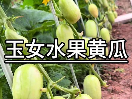 玉女水果黄瓜你吃过了吗?好吃种植简单,喜欢的朋友你也种起来吧#玉女黄瓜 #阳台小院均可种植