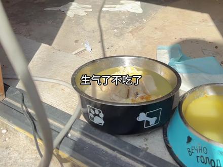 给哈妹做催生汤啦 猜猜哈妹今晚能生吗?#哈士奇 #狗狗生小狗 #土松 #狗狗怀孕 #催生汤