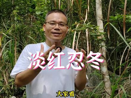 淡红忍冬也叫小叶金银花,你们学会分辨了吗?#三农 #野生植物
