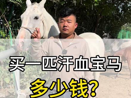 买一匹汗血宝马多少钱?