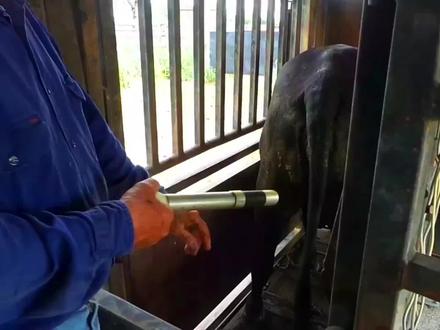 养牛神器动物固定器,让牛痛的死去活来,却动也不敢动,非常神奇