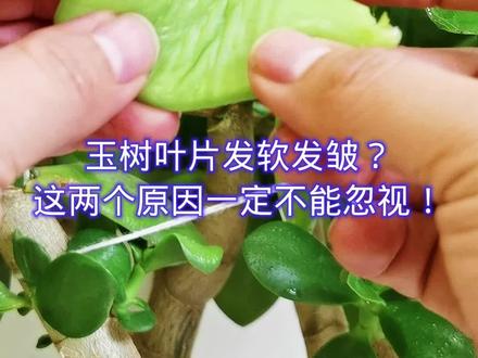 玉树叶片发软发皱?这两个原因一定不能忽视!