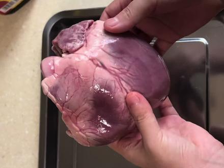 科学课堂—解剖猪心脏🫀