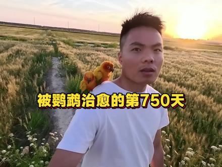 被鹦鹉治愈的第750天,有你们两个之后,我的生活一地鸡毛,变成了一地鸟毛,不过没有关系,我依然爱你们#养鹦鹉的乐趣 #创作者中心 #创作灵感 #鹦鹉#金太阳鹦鹉