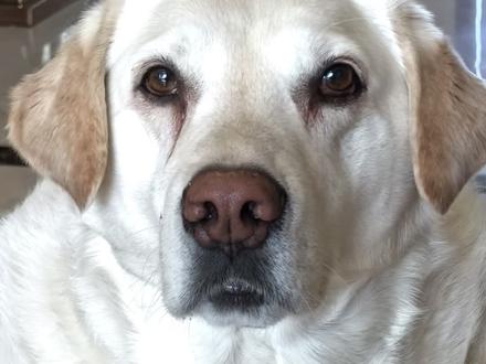 对神拙劣的模仿罢了#唐嘉琦 #嘉琦舞 #拉布拉多