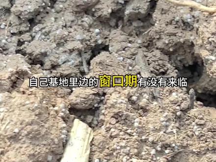 如何测试羊肚菌窗口期有没有到来? 只需要提几桶水,缓慢灌溉地势低洼,温度高点和原基偏大关照好的地方,覆盖地膜,静待3~4天,就可以判断是否浇水#羊肚菌#羊肚菌种植 #羊肚菌管理 #创作者中心 #创作灵感