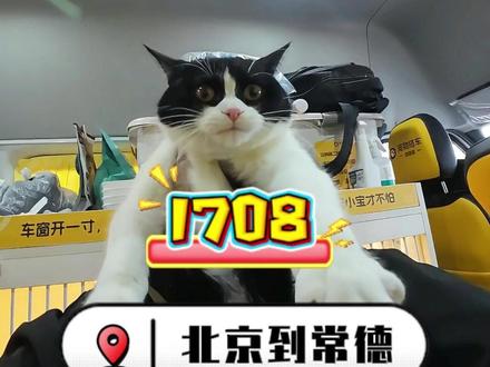 宠物托运:一只超级标准的奶牛猫 #宠物托运 #宠物托运流程 #宠物托运指南 #全国宠物托运 #宠嗒嗒宠物搭车