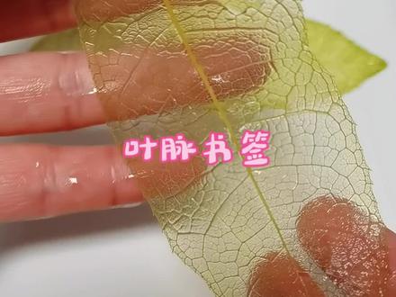 桂花叶叶脉书签,真的是薄如蝉翼,太漂亮了#叶脉书签 #上热门 @抖音小助手