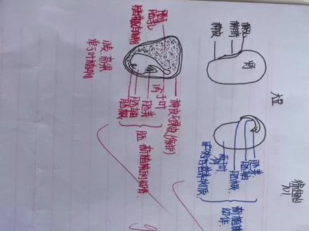 71班孩子的作业——大豆和玉米种子结构图^_^#批改作业